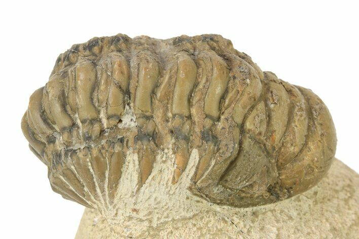 Bargain, Crotalocephalina Trilobite - Foum Zguid, Morocco #274859